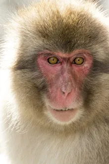 Snow Monkeys, Nagano, Japan