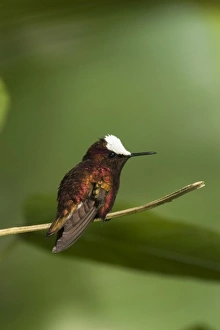 Snowcap Hummingbird, Cordillera Talamanca, Costa Rica Snowcap Hummingbird, Cordillera Talamanca, Costa Rica