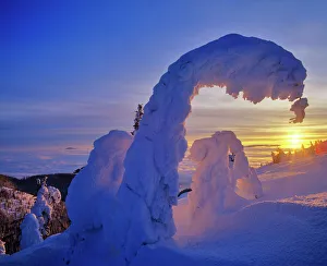 Snowghosts at sunset on Big Mountain in the Whitefish Range in Whitefish, Montana, USA Snowghosts at sunset on Big Mountain in the Whitefish Range in Whitefish, Montana, USA
