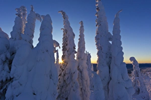 Snowghosts at sunset looking west to the Salish Mountains from the summit of Big Snowghosts at sunset looking west to the Salish Mountains from the summit of Big