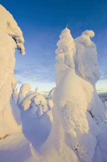 Snowghosts at sunset at Whitefish Mountain Resort in Montana Snowghosts at sunset at Whitefish Mountain Resort in Montana