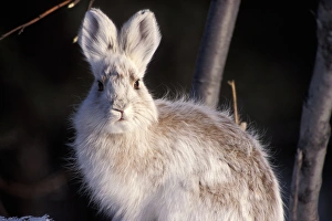 snowshoe hare, Lepus americanus, changing into its summer colors, south side of the Brooks Range snowshoe hare, Lepus americanus, changing into its summer colors, south side of the Brooks Range