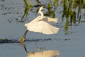 Snowy Egret (Egretta thula) fishing, foot dragging behavior Viera Wetlands, Brevard County Snowy Egret (Egretta thula) fishing, foot dragging behavior Viera Wetlands, Brevard County