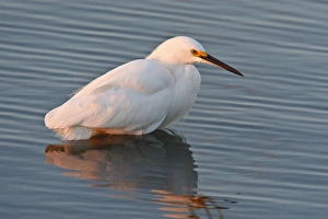 Snowy Egret (Egretta thula) wading in shallow bay, hunting fish, Laguna Madre Snowy Egret (Egretta thula) wading in shallow bay, hunting fish, Laguna Madre