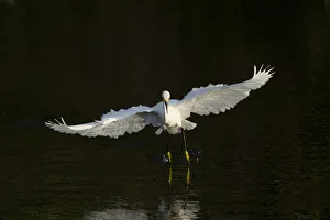 Snowy egret hunting, Green Cay Wetlands, Florida Snowy egret hunting, Green Cay Wetlands, Florida