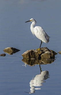 Snowy Egret perched on Shoreline Rocks of Lake Murray, San Diego, California Snowy Egret perched on Shoreline Rocks of Lake Murray, San Diego, California