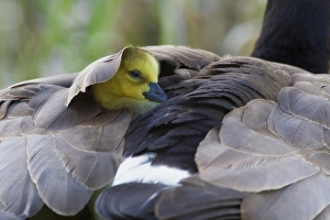 <b class=qtipBold><figcaption>Snuggling Gosling</figcaption></b><br><em>© Ken Archer / DanitaDelimont.com</em> Snuggling Gosling
