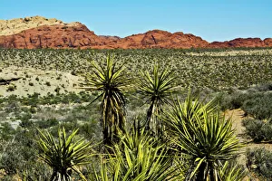 Soap tree yucca, yucca elata, Red Rock Canyon, National Conservation Area, Nevada, USA Soap tree yucca, yucca elata, Red Rock Canyon, National Conservation Area, Nevada, USA