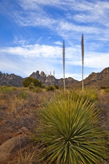 Soaptree Yucca and the Organ Mountains at Aguirre Springs National Recreation Area Soaptree Yucca and the Organ Mountains at Aguirre Springs National Recreation Area
