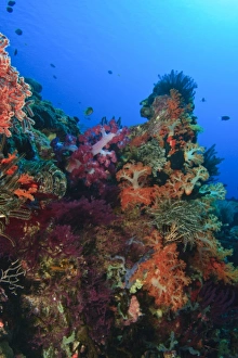 Soft corals and crinoids, Banda Sea, Indonesia Soft corals and crinoids, Banda Sea, Indonesia