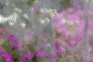 Soft focus view of flowering dogwood trees and azaleas in full bloom in spring, Bonaventure Cemetery, Savannah, Georgia Soft focus view of flowering dogwood trees and azaleas in full bloom in spring, Bonaventure Cemetery, Savannah, Georgia