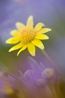 Soft focus of yellow wildflower among purple flowers Soft focus of yellow wildflower among purple flowers