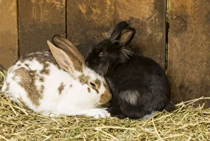 Soft, furry bunnies huddled together to take a nap Soft, furry bunnies huddled together to take a nap