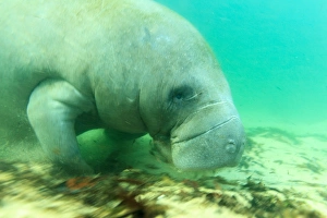 Solitary Manatee swimming in the Weeki Wachee River, Florida Solitary Manatee swimming in the Weeki Wachee River, Florida
