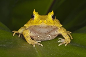 Solomon Isle Leaf Frog, Ceratobatrachus guentheri Solomon Isle Leaf Frog, Ceratobatrachus guentheri