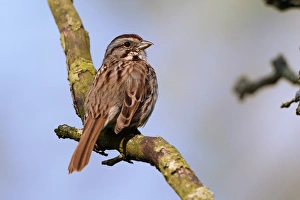 Song Sparrow, Melospiza melodia Song Sparrow, Melospiza melodia Song Sparrow, Melospiza melodia Song Sparrow, Melospiza melodia