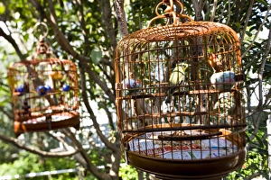Songbirds in cages, bird market, Hong Kong, China Songbirds in cages, bird market, Hong Kong, China