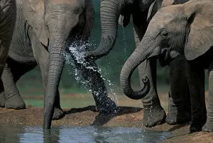 Splash Gallery: South Africa, Addo Elephant National Park, Elephant herd (Loxodonta africanus) drinks