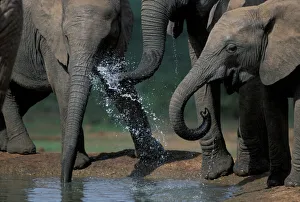 South Africa, Addo Elephant National Park, Elephant herd (Loxodonta africanus) drinks South Africa, Addo Elephant National Park, Elephant herd (Loxodonta africanus) drinks