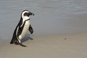 African Penguins at Boulders Beach Print, South Africa