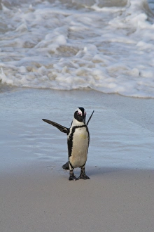 South Africa, Cape Town, Simons Town, Table Mountain National Park, Boulders Beach South Africa, Cape Town, Simons Town, Table Mountain National Park, Boulders Beach
