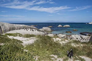 Spheniscus Demersus Gallery: South Africa, Cape Town, Simons Town, Boulders Beach. African penguin colony