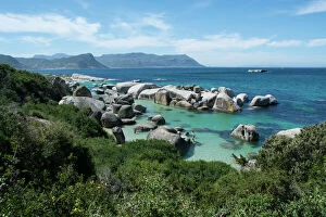 Foxy Beach Gallery: South Africa, Cape Town, Simons Town, Boulders Beach. African penguin colony