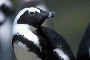 South Africa, Table Mountain National Park, African (Jackass) Penguin (Spheniscus South Africa, Table Mountain National Park, African (Jackass) Penguin (Spheniscus