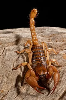 South African Hissing Scorpion, Opistothalmus glabifrons, Native to Mozambique