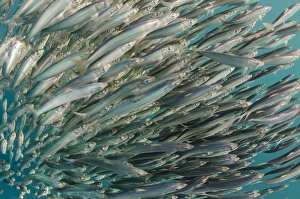 South African sardine (Sardinops sagax) Forming baitball, Sardine run, Eastern Cape South African sardine (Sardinops sagax) Forming baitball, Sardine run, Eastern Cape