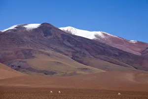 South America, Argentina, Province Catamarca, vicunas in the high plateau South America, Argentina, Province Catamarca, vicunas in the high plateau