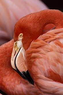 South America, Bolivia, Altiplano. Chilean Flamingo South America, Bolivia, Altiplano. Chilean Flamingo