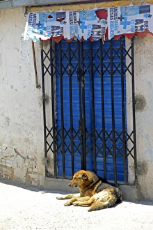 South America, Bolivia, La Paz. Dog of La Paz South America, Bolivia, La Paz. Dog of La Paz