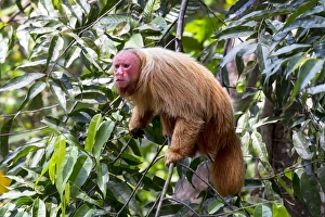South America, Brazil, The Amazon, Manaus, Amazon EcoPark Jungle Lodge, bald uakari monkey South America, Brazil, The Amazon, Manaus, Amazon EcoPark Jungle Lodge, bald uakari monkey