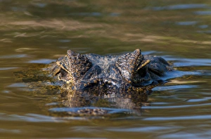 South America, Brazil, Cuiaba River, Pantanal Wetlands, Head of a Yacare Caiman South America, Brazil, Cuiaba River, Pantanal Wetlands, Head of a Yacare Caiman