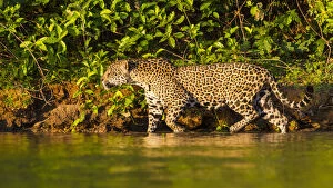 South America. Brazil. A female jaguar (Panthera onca), an apex predator hunting