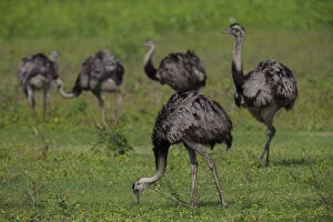 Images Dated 24th September 2014: South America. Brazil. A flock of rheas (Rhea americana), large birds related to the ostrich