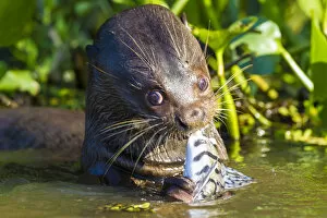Images Dated 23rd September 2012: South America. Brazil. Giant river otter (Pteronura brasiliensis) is found in slow-moving