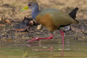 Images Dated 20th September 2012: South America. Brazil. Grey-necked wood rail (Aramides cajaneus) is a bird commonly