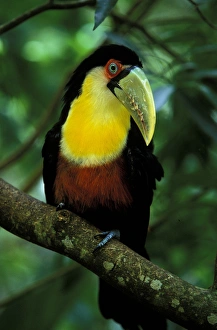 South America, Brazil, Iguazu Falls. Toucanet South America, Brazil, Iguazu Falls. Toucanet