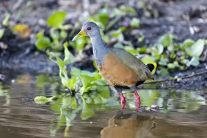 Images Dated 5th August 2012: South America, Brazil, Mato Grosso, The Pantanal, gray-necked wood rail, (Aramids cajamea)