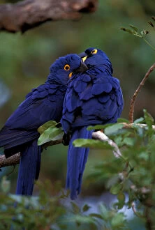 Images Dated 27th January 2005: South America, Brazil, Pantanal Hyacinth Macaw pair in tree roost