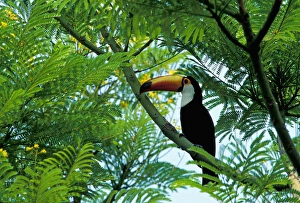 South America, Brazil, Pantenal. Toucan-Toco (Rampastos toco) South America, Brazil, Pantenal. Toucan-Toco (Rampastos toco)
