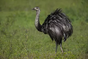 Images Dated 24th September 2014: South America. Brazil. A rhea (Rhea americana), a arge bird related to the ostrich