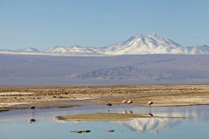 South America, Chile, Atacama desert, Flamingos at the saltlake Salar de Atacama" South America, Chile, Atacama desert, Flamingos at the saltlake Salar de Atacama"