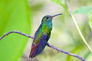 South America, Costa Rica, Sarapiqui, La Selva Biological Station South America, Costa Rica, Sarapiqui, La Selva Biological Station