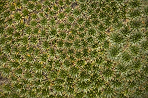 South America, Ecuador. Alpine suculent plants, Cajas National Park (Parque Nacional El Cajas) South America, Ecuador. Alpine suculent plants, Cajas National Park (Parque Nacional El Cajas)
