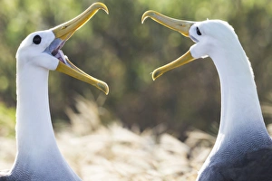 Images Dated 25th May 2013: South America, Ecuador, Galapagos Islands, Espanola, Punta Suarez, waved albatross