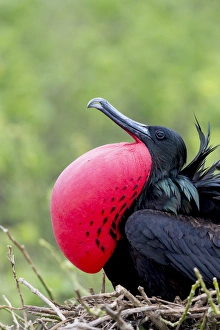 South America, Ecuador, Galapagos Islands, Genovesa, Darwin Bay Beach, great frigatebird South America, Ecuador, Galapagos Islands, Genovesa, Darwin Bay Beach, great frigatebird