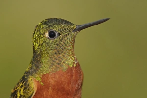 South America, Ecuador, Guango Lodge. Portrait of chestnut-breasted coronet bird South America, Ecuador, Guango Lodge. Portrait of chestnut-breasted coronet bird